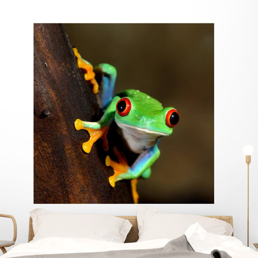 Red-eye Frog Agalychnis Callidryas