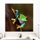 Red-eye Frog Agalychnis Callidryas