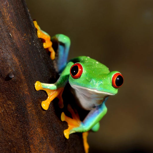Red-eye Frog Agalychnis Callidryas