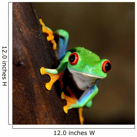 Red-eye Frog Agalychnis Callidryas