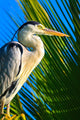 Heron Wall Mural