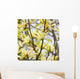 yellow flowers. magnolia tree blossoms Wall Mural