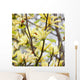 yellow flowers. magnolia tree blossoms Wall Mural