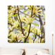 yellow flowers. magnolia tree blossoms Wall Mural