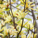 yellow flowers. magnolia tree blossoms Wall Mural