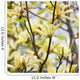 yellow flowers. magnolia tree blossoms Wall Mural