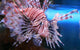 Lion Fish Wall Mural