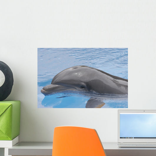 Dolphin Coming up for Wall Mural