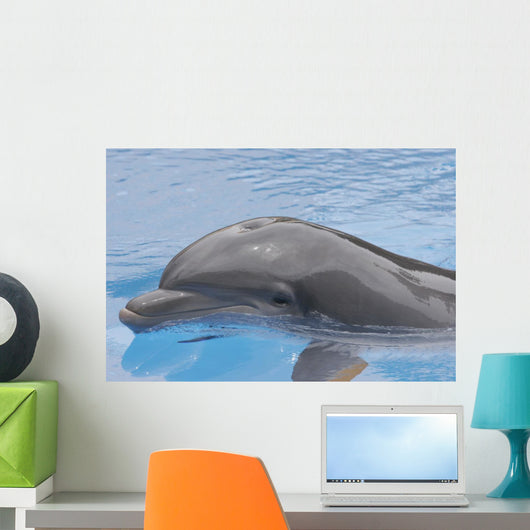 Dolphin Coming up for Wall Mural