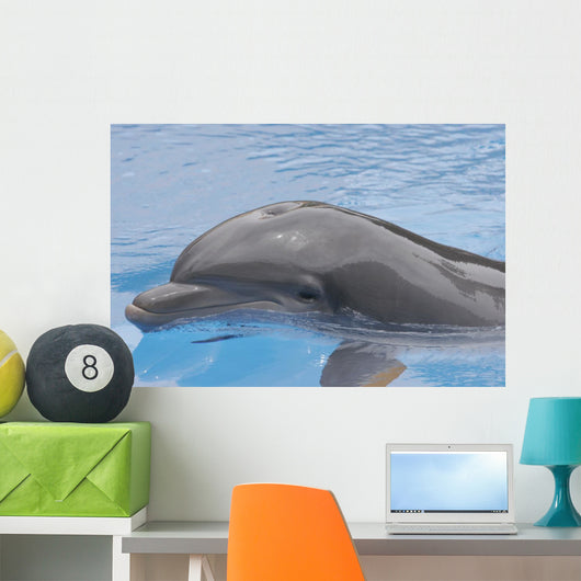 Dolphin Coming up for Wall Mural
