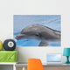 Dolphin Coming up for Wall Mural