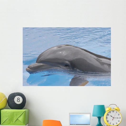 Dolphin Coming up for Wall Mural