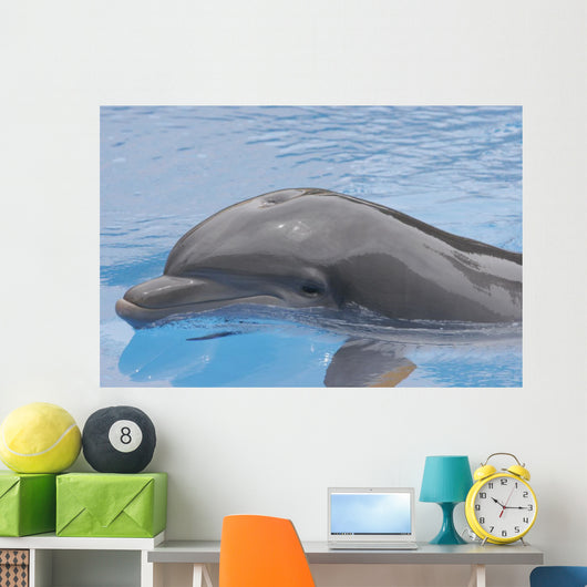 Dolphin Coming up for Wall Mural