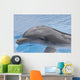 Dolphin Coming up for Wall Mural
