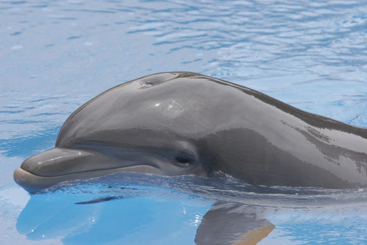 Dolphin Coming up for Wall Mural
