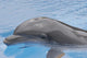 Dolphin Coming up for Wall Mural