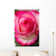 Beautiful pink rosesbud Wall Mural