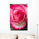 Beautiful pink rosesbud Wall Mural