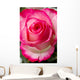 Beautiful pink rosesbud Wall Mural