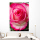 Beautiful pink rosesbud Wall Mural