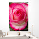 Beautiful pink rosesbud Wall Mural