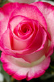 Beautiful pink rosesbud Wall Mural