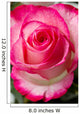Beautiful pink rosesbud Wall Mural