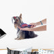 Grooming Yorkshire Terrier Wall Decal