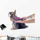 Grooming Yorkshire Terrier Wall Decal