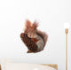 squirrel Wall Decal