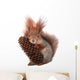 squirrel Wall Decal