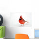 Northern Cardinal Snow
