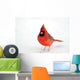 Northern Cardinal Snow