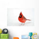 Northern Cardinal Snow