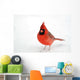 Northern Cardinal Snow