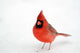 Northern Cardinal Snow