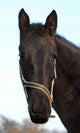 Cheval Wall Mural