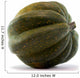 Acorn Squash White