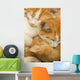 3 kittens Wall Mural