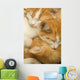 3 kittens Wall Mural