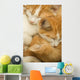 3 kittens Wall Mural