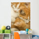 3 kittens Wall Mural