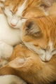 3 kittens Wall Mural