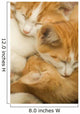 3 kittens Wall Mural