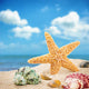 Sea Star and Colorful