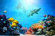 Underwater Scene Coral Reef Fish Groups Sharks Wall Mural