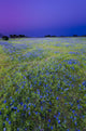 Texas Bluebonnets at Dusk Wall Mural