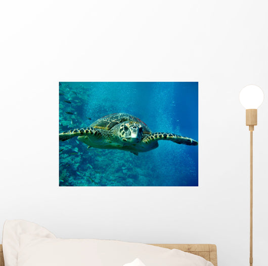 Turtle Underwater Wall Mural
