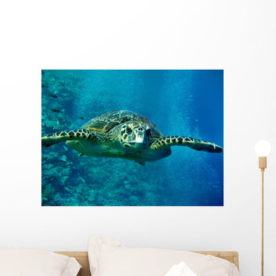 Turtle Underwater Wall Mural shown on a wall