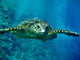 Turtle Underwater Wall Mural